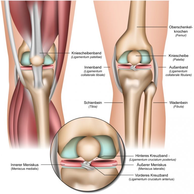 Knie Grafik
